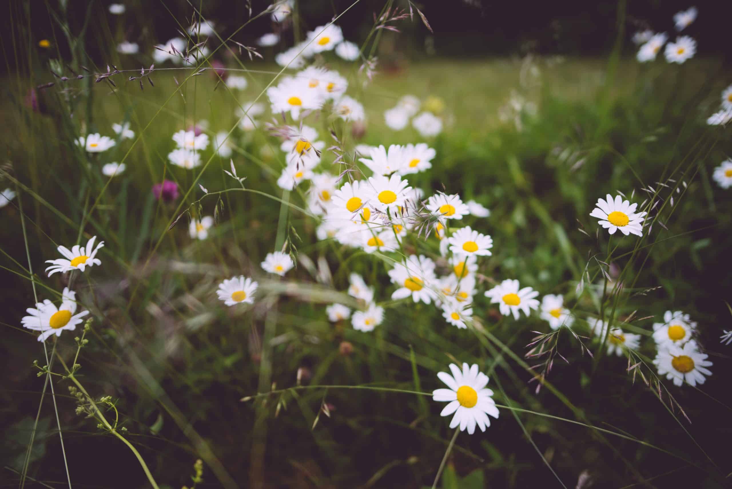 niklas-veenhuis-Q0AXQ8UctBc-unsplash